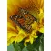 Алмазна мозаїка Strateg ПРЕМІУМ Strateg Частування метелика соняшником без підрамника розміром 30х40 см  (GD86096)