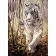 Алмазна мозаїка Strateg ПРЕМІУМ Strateg Білий тигр без підрамника розміром 30х40 см  (GD86104)
