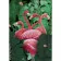 Алмазна мозаїка Strateg ПРЕМІУМ Strateg Рожеві фламінго без підрамника розміром 30х40 см  (GD86109)
