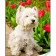 Diamond mosaic Strateg PREMIUM West Highland White Terrier size 30x40 cm (GM86849)