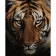 Paint by numbers Strateg PREMIUM Predator gaze size 40х50 sm (GS028)