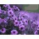 Paint by numbers Strateg PREMIUM Purple flowers size 40х50 sm (GS044)