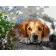 Paint by numbers Strateg PREMIUM Sad puppy size 40х50 sm (GS054)