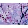 Paint by numbers Strateg PREMIUM Sakura flowers size 40х50 sm (GS055)