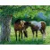 Paint by number Strateg PREMIUM Horses in love size 40x50 cm (GS059)