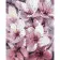 Paint by numbers Strateg PREMIUM Cherry blossom size 40x50 cm (GS060)