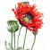 Paint by numbers Strateg PREMIUM Poppy flower size 40х50 sm (GS070)