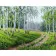 Paint by numbers Strateg PREMIUM Birch Grove size 40х50 sm (GS093)