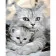 Paint by numbers Strateg PREMIUM Cat and kitten size 40x50 cm (GS1005)