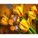 Paint by numbers Strateg PREMIUM Yellow tulips with a butterfly size 40x50 cm (GS1019)