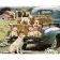Картина по номерам Strateg ПРЕМИУМ Собачья семья на ферме с лаком размером 40х50 см (GS1042)