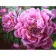 Paint by numbers Strateg PREMIUM Bright peony size 40x50 cm (GS109)