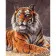 Paint by numbers Strateg PREMIUM The look of a tiger size 40x50 cm (GS111)