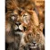 Paint by numbers Strateg PREMIUM Lions. Father and son size 40x50 cm (GS1138)