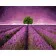 Paint by numbers Strateg PREMIUM Lavender field with tree size 40х50 sm (GS114)