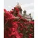 Картина по номерам Strateg ПРЕМИУМ Розы у Исаакиевского собора с лаком размером 40х50 см (GS1241)