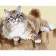 Paint by numbers Strateg PREMIUM Fluffy cat size 40x50 cm (GS1323)