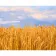Картина за номерами Strateg ПРЕМІУМ Пшеничне поле з лаком розміром 40х50 см (GS1337)
