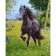 Paint by numbers Strateg PREMIUM Black horse size 40х50 sm (GS134)