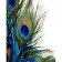 Paint by number Strateg PREMIUM Peacock feathers with lacquer and a size of 40x50 cm (GS1361)