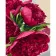 Paint by number Strateg PREMIUM Bright peonies with lacquer and a size of 40x50 cm (GS1363)