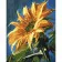 Paint by number Strateg PREMIUM Sunflower with lacquer and a size of 40x50 cm (GS1389)