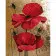 Paint by number Strateg PREMIUM Poppies on a golden background with lacquer and a size of 40x50 cm (GS1432)