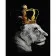 Paint by number Strateg PREMIUM Lioness Queen with lacquer and a size of 40x50 cm (GS1442)