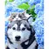 Paint by number Strateg PREMIUM Husky cat with varnish and with an increase in size 40x50 cm (GS1477)