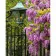 Paint by number Strateg PREMIUM Violet wisteria with varnish and with an increase in size 40x50 cm (GS1479)