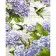 Paint by number Strateg PREMIUM Calibri in hydrangeas with varnish and with an increase in size 40x50 cm (GS1496)