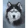 Paint by numbers Strateg PREMIUM Husky in the fog size 40х50 sm (GS158)