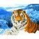 Картина по номерам Strateg ПРЕМИУМ  Тигр в заснеженных горах с лаком и с уровнем размером  40х50 см (GS1583)