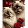 Paint by number Strateg Cats in roses on a colored background size 40x50 (GS1618)