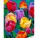 Картина за номерами Strateg Тюльпаны поп-арт на кольоровому фоні розміром 40х50 (GS1625)