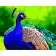 Paint by numbers Strateg PREMIUM Bright peacock size 40х50 sm (GS183)
