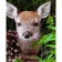 Paint by numbers Strateg PREMIUM Little deer size 40х50 sm (GS188)