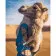 Paint by numbers Strateg PREMIUM Camel in the Sahara size 40х50 sm (GS199)