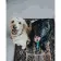 Paint by numbers Strateg PREMIUM Happy dogs size 40х50 sm (GS207)