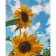 Paint by numbers Strateg PREMIUM Sunflowers in the sky size 40х50 sm (GS208)