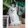 Paint by numbers Strateg PREMIUM Fluffy cat size 40х50 sm (GS211)