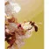 Картина за номерами Strateg ПРЕМІУМ Бджола на квіточці розміром 40х50 см (GS212)