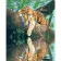 Paint by numbers Strateg PREMIUM Tiger Rest size 40х50 sm (GS215)