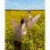 Paint by numbers Strateg PREMIUM Fairies in a blooming field size 40х50 sm (GS219)