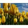 Paint by numbers Strateg PREMIUM Field of yellow tulips size 40х50 sm (GS260)