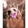 Paint by numbers Strateg PREMIUM Golden retriever with flower size 40х50 sm (GS309)