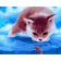 Paint by numbers Strateg PREMIUM Kitten on ice size 40x50 cm (GS371)