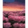 Paint by numbers Strateg PREMIUM A field of pink tulips size 40x50 cm (GS420)