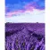 Paint by numbers Strateg PREMIUM Lavender flower size 40x50 cm (GS422)