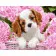 Paint by numbers Strateg PREMIUM Puppy in pink hydrangeas size 40x50 cm (GS433)